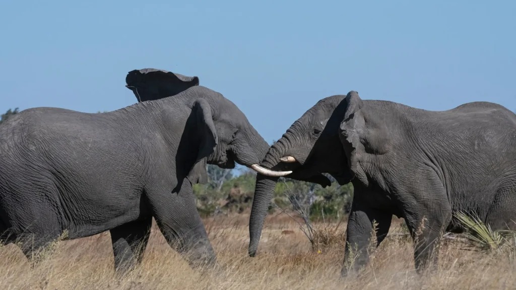 Xigera Safari Lodge – Okavango-Delta · Botswana